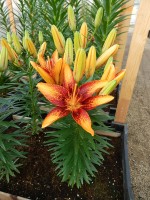 [5025 TinyOrangeSensation No01.JPG]